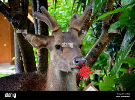 Deer in the jungle. Photographs taken at jungle in Mauritius Stock ...