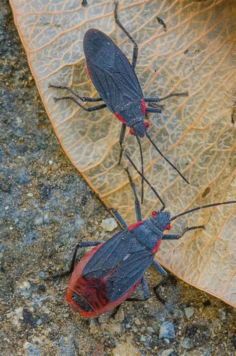 Public outcry at Atlanta Botanical Gardens over ticket prices 29