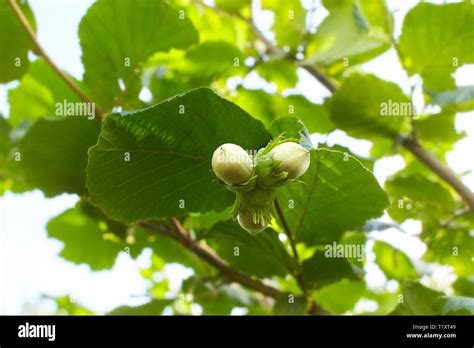 árbol de avellana fotografías e imágenes de alta resolución Alamy