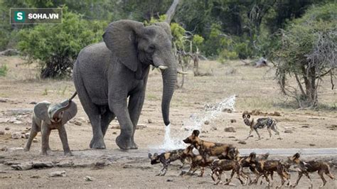 “Newborn Elephants in Danger: Mother’s Deadly Stand Against Jackal ...