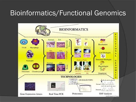 Ppt Microbial Functional Genomics Powerpoint Presentation Free