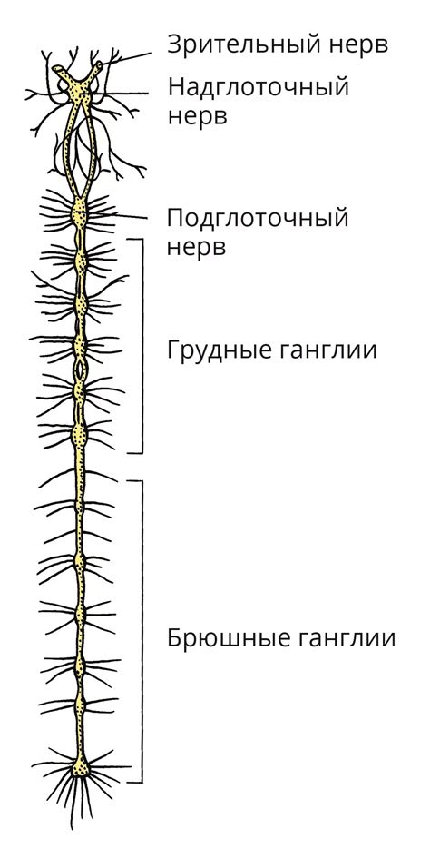 Ганглий. Большая российская энциклопедия