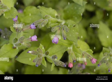 Suffolk lungwort Boraginaceae Pulmonaria obscura Stock Photo - Alamy