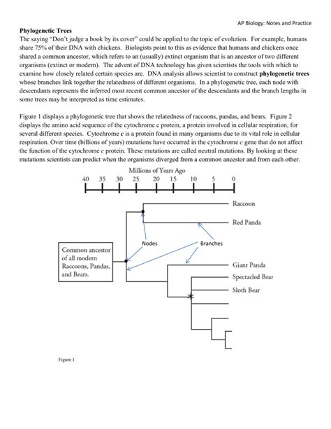 Phylogenetic Tree Pogil Answer Key Everything You Need To Know