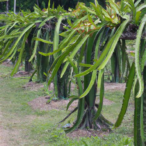 High Density Dragon Fruit Plantation Spacing Plants Per Acre