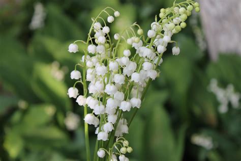 Lily Of The Valley Complete Care Guide And Planting Tips Plants Spark Joy