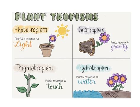 Plant Tropisms K Plays Quizizz Worksheets Library