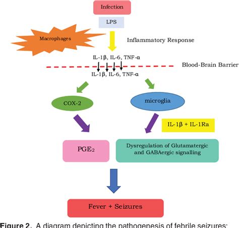 The Pathogenesis Of Fever Induced Febrile Seizures And Its Current State Semantic Scholar