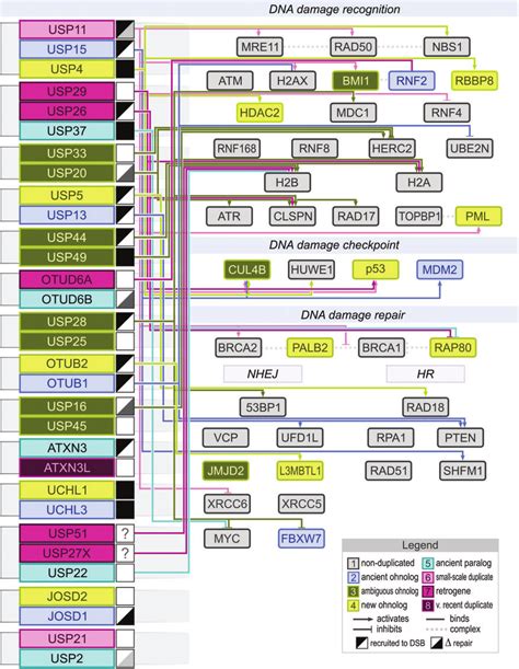 Rewiring Of The Deubiquitinating Enzyme Network For New Roles In Dna