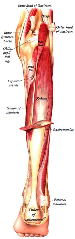 Plantaris Muscle Overview Function Action Study