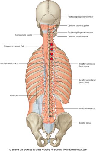 Thoracic Counterstrain Flashcards Quizlet