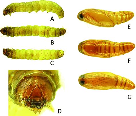 Mature Larva And Pupa Of Hypsopygia Mauritialis A D Mature Larva