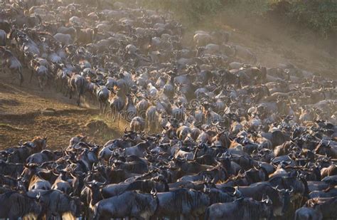 Manada Grande Del ñu En La Sabana Gran Migración Kenia Tanzania Masai