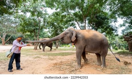 11,462 Elephant In Camp Images, Stock Photos & Vectors | Shutterstock