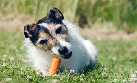 5 Best Turkey Dog Food Brands Chow Your Dog Will Gobble Up