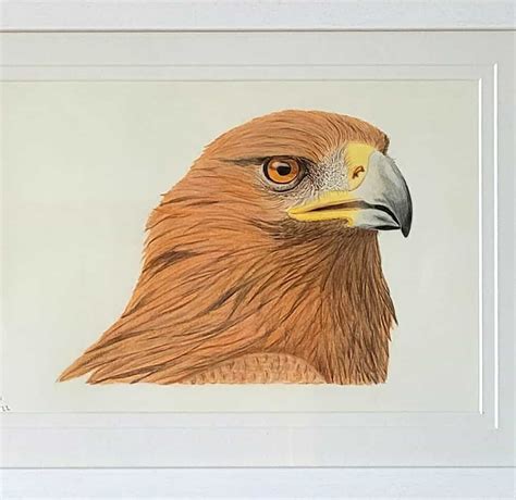 Golden Eagle Looking Right. A fine art colour drawing in Polychromos ...