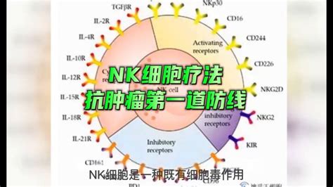 Nk细胞疗法：抗肿瘤第一道防线科学生命科学好看视频