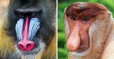 20 Especies De Monos Que Demuestran Que En El Mundo De Los Primates Hay Muchos Tipos De Belleza