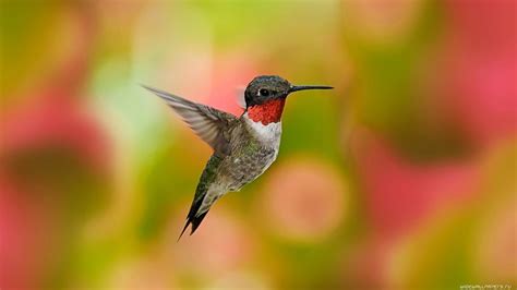 Ruby-Throated Hummingbird Facts With Call Sound - YouTube