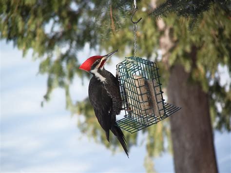 Winter Bird Feeding