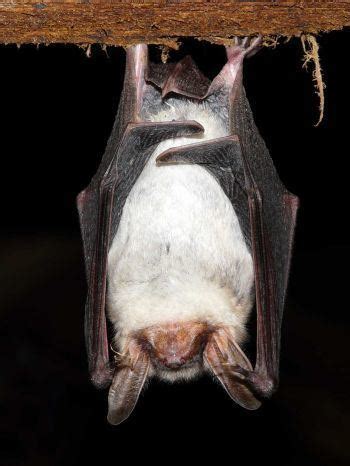 Greater mouse eared bat - Alchetron, the free social encyclopedia