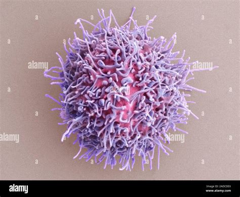 Color análisis micrografía de electrones SEM de un megakaryocyte Los