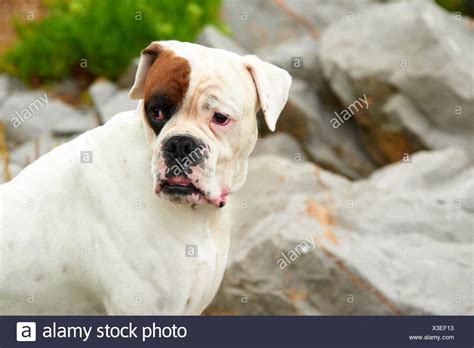 Boxer High Resolution Stock Photography And Images Alamy