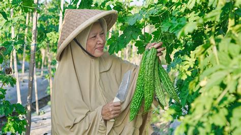 Memetik Pare Di Kebun Untuk Memasak Siomay Ikan Tongkol Komplit Lembut