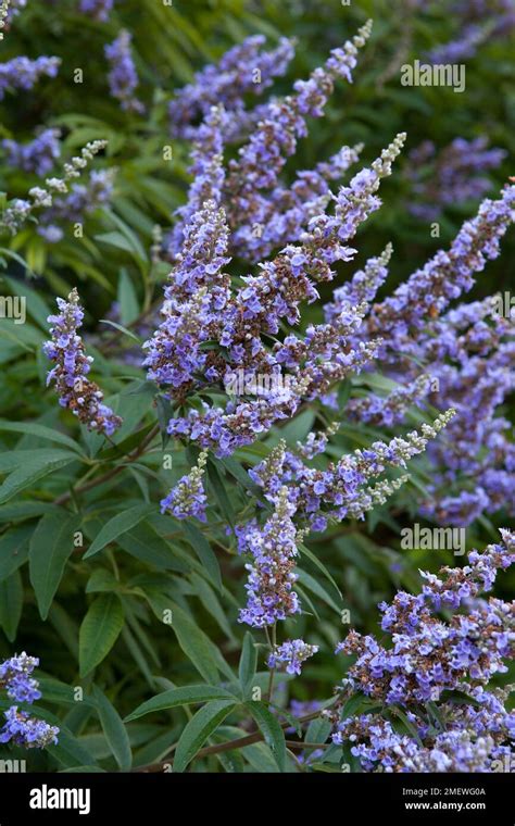 Vitex Agnus Castus F Latifolia Stock Photo Alamy