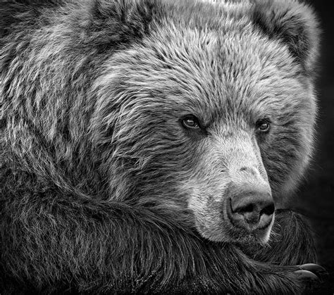 Bear Portrait In Black And White Photograph by Liz Uribe