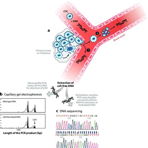 PDF Circulating Tumor Cells And Circulating Tumor DNA