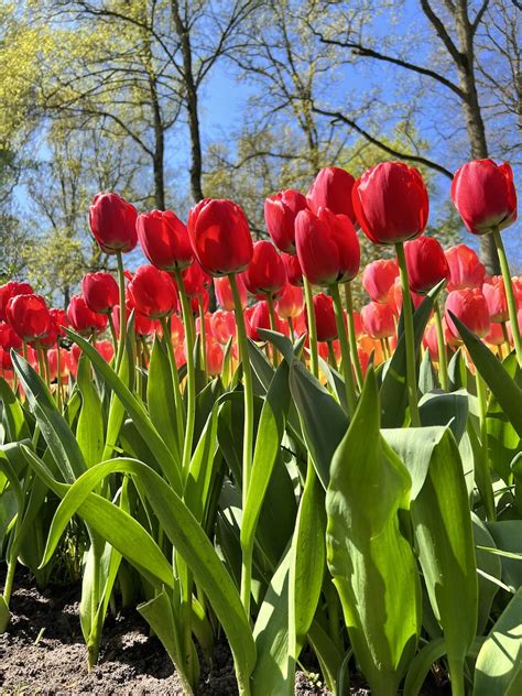 Visiting Keukenhof Gardens Holland Cathedrals Cafes Blog