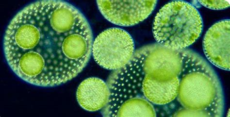 Plant-Like - Kingdom Protista