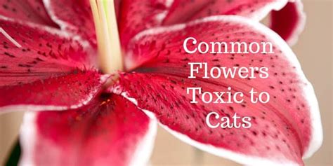 Common Flowers Toxic To Cats Cat World