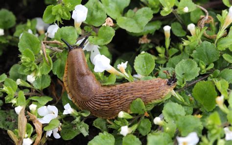 Help De Naaktslak Vreet Mijn Tuin Kaal En Glibbert Door Mijn Keuken