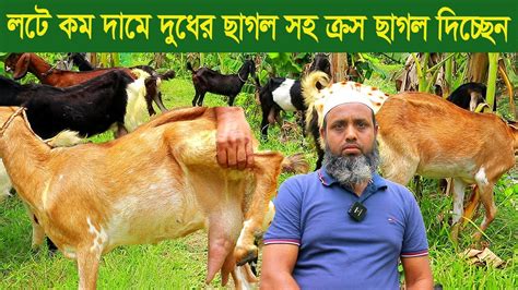 লটে কম দামে দুধের ছাগল সহ ক্রস ছাগল দিচ্ছেন Goat Farm Youtube