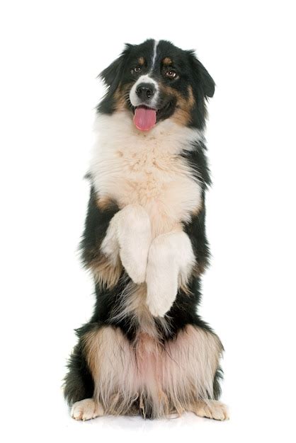 Premium Photo Tricolor Australian Shepherd