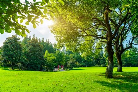 Densos Bosques E Prados Em West Lake Park Hangzhou Foto Premium