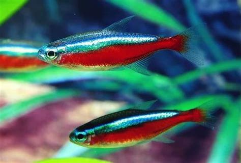 Neon Tetra Fish at best price in Bengaluru by Omsree Aquarium | ID ...