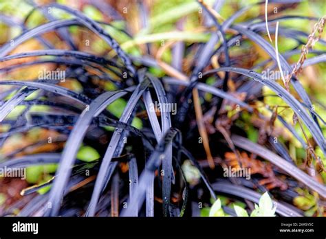 Plant Leaves Ophiopogon Planiscapus Nigrescens Black Mondo Grass