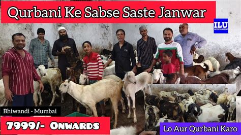 Onwards Qurbani Ke Sabse Saste Bakre Lo Aur Qurbani Shouk A