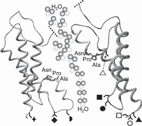 Schematic Diagram Of The Shared Structural Architecture Of Aquaporins Download Scientific