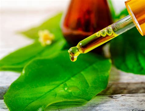 Tea Tree Oil Caratteristiche Benefici Come E Quando Utilizzarlo Su