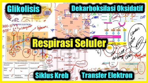 Tahapan Respirasi Seluler Glikolisis Dekarboksilasi Oksidatif Siklus