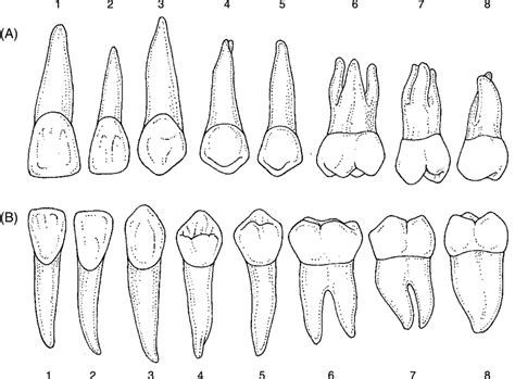 Permanent Teeth A Maxillary Teeth Palatallingual View B