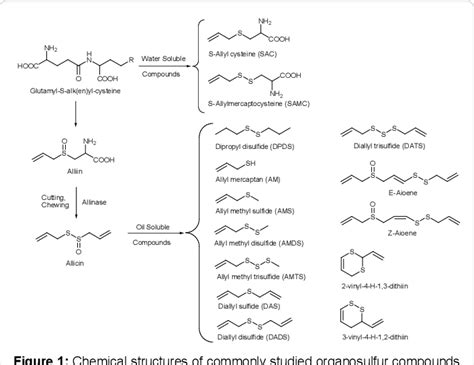 Drug Metabolism And Pharmacokinetics Of Organosulfur Compounds From