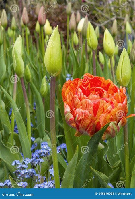 Beautiful Field Full Of Blooming Tulips And Forget Me Not Flowers Stock