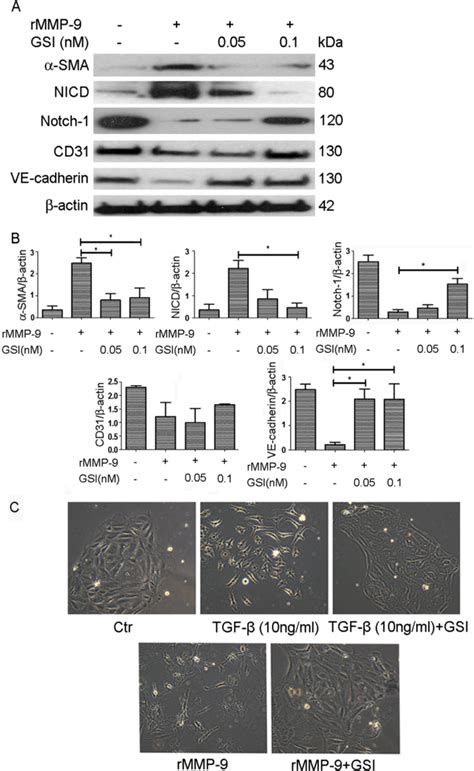 The γ Secretase Inhibitor Gsi I Regulates Protein Expression In