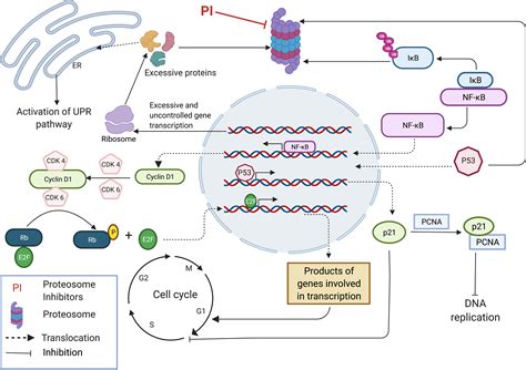 Frontiers Carfilzomib A Promising Proteasome Inhibitor For The Treatment Of Relapsed And