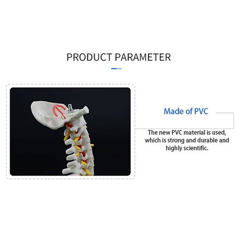 Columna vertebral humana de 45 cm con modelo pélvico Anatomía anatómica